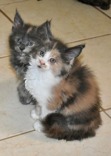 Blue tortie with white Maine Coon kittens sitting sideview looking at the camera