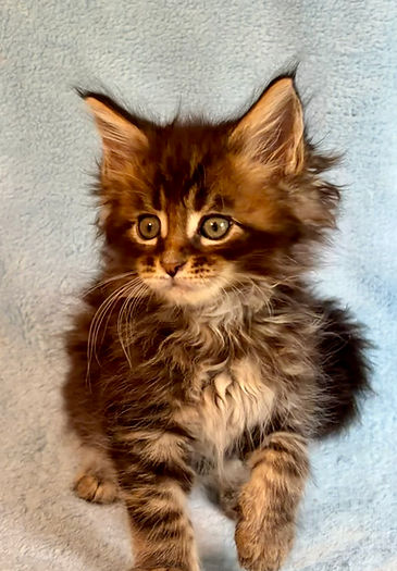 Brown tabby Maie Coon kitten standing facing forward with left front paw raised