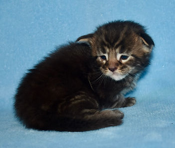Brown tabby Maine Coon kitten sitting sideways looking left