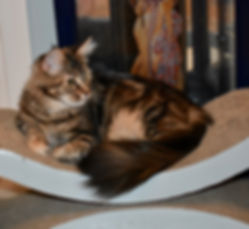 DSC_0091.jpeg