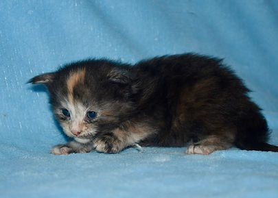 blck tortie with a white face Maine Coon kitten sitting side view and looking left