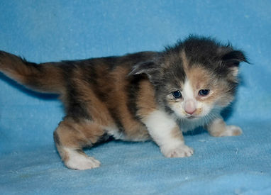 blue tortie with white Maine Coon kittne standing sideways and looking into the camera