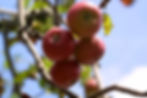 red delicious apples on an apple tree at a local orchard
