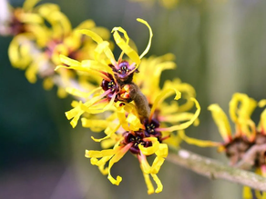 Witch Hazel – Friend or Foe?