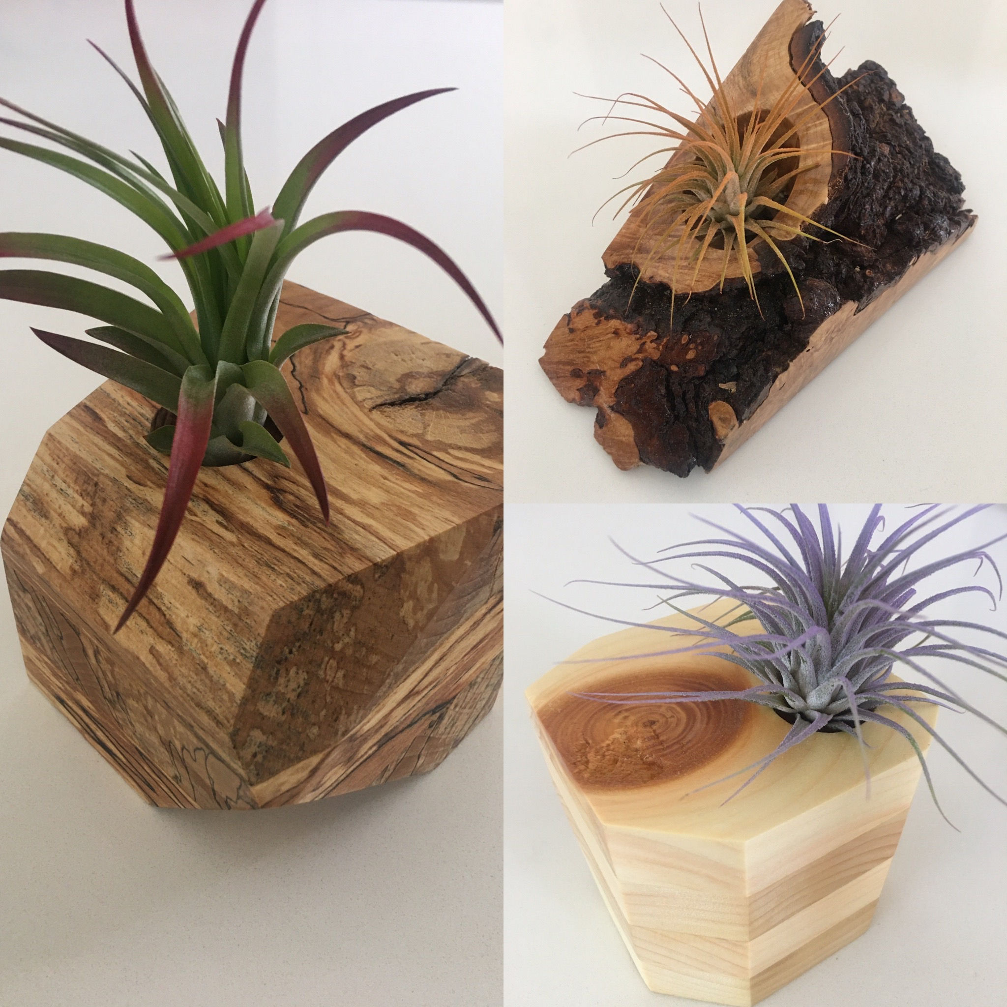 LIVE EDGE AIR PLANT HOLDER - AIR PLANT INCLUDED