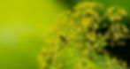 RMH_Flowers_2011020-2.jpg