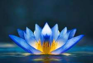 blue lotus.jpeg