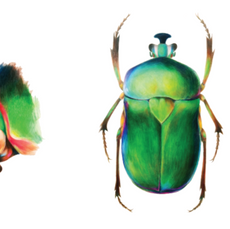 Chafer Beetle