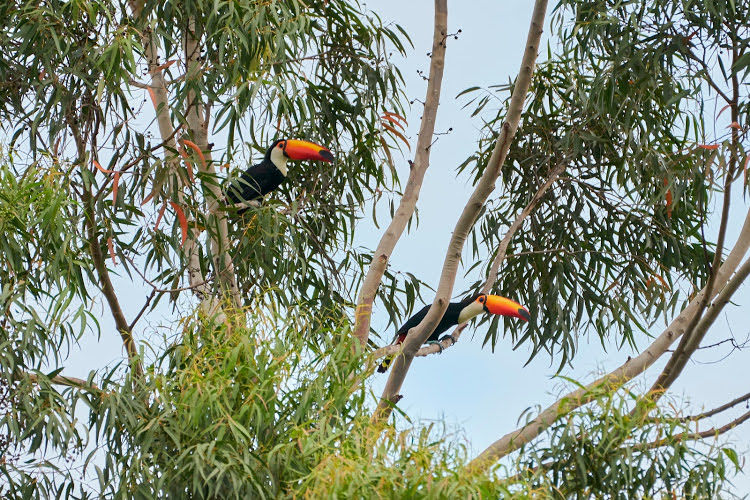 Dois tucanos pousados em galhos altos na Fazenda São José, destacando a fauna local e a preservação ambiental