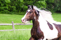 Ursus Arctos Gypsy Stallion
