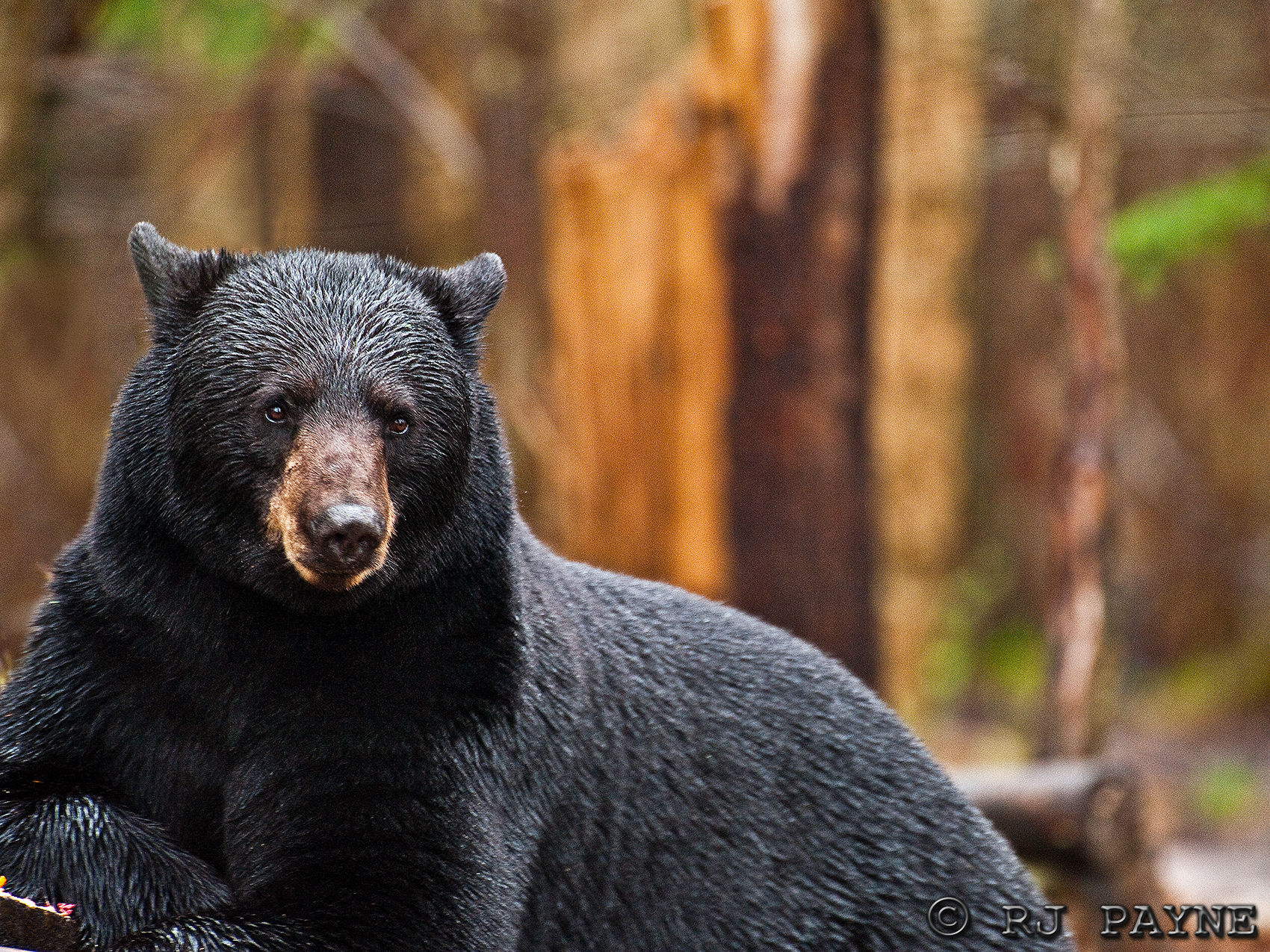 17" x 22" Black Bear