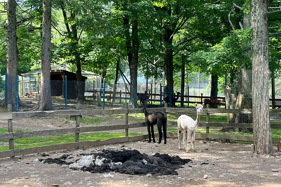 Two Alpacas Standing Over Their Freshly Shorn Fleece