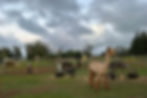 An Alpaca Herd After Their Shearing