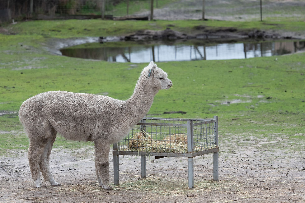 A Lonely Alpaca Eating Hay