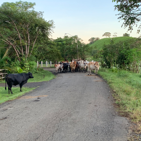 Where to Stay in Panama for a Month: A Quiet Beach Life in Guanico