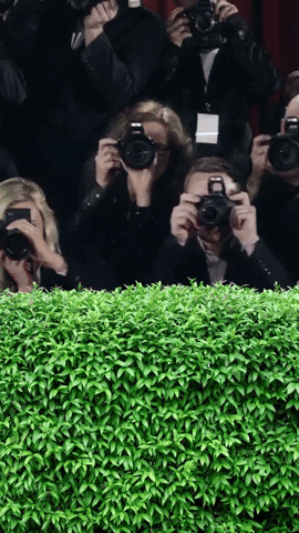 Red Carpet Picture GIF by Robert E Blackmon.gif