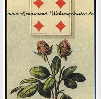 Our number 2 sweet Clover/Koniczynka;-)