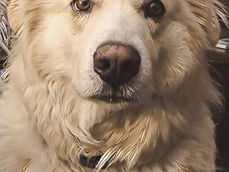 Old Dogs