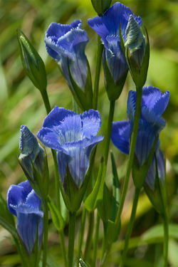 Gentiane-de-Victorin