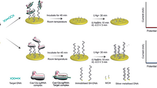An Amplification-Free Electrochemical CRISPR/Cas Biosensor for Drug-Resistant Bacteria