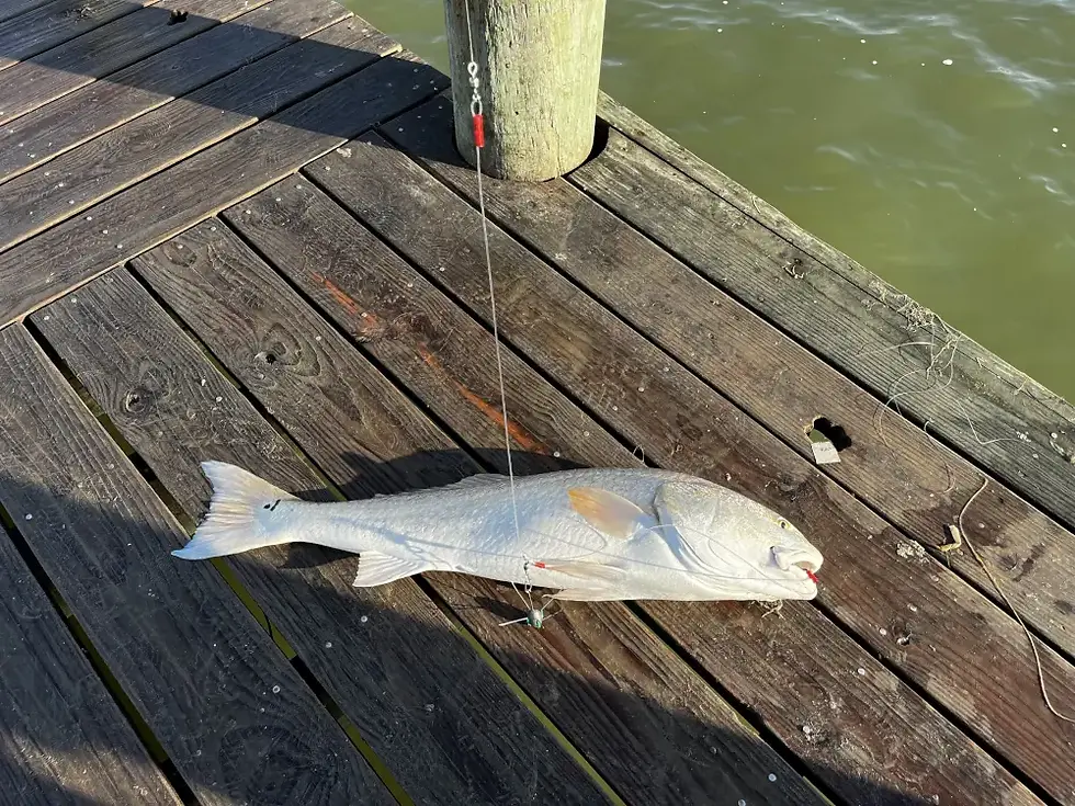 Red drum aka bull red on a Sol's fish finder hd rig from a Texas City Dike fishing pier.