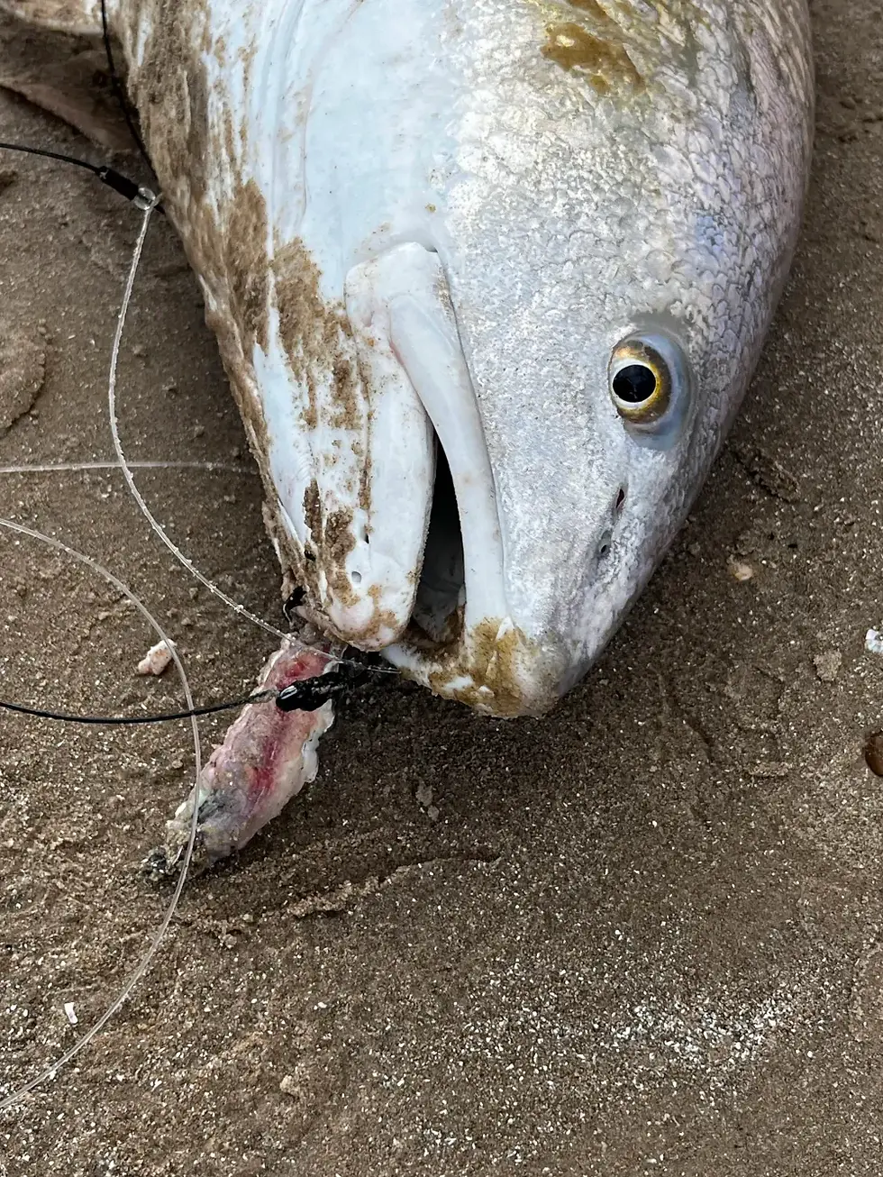 Latex Cotton Pro holding a piece of cut mullet
