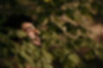 Nature sauvage - Tony par Mistan Photographe (12)