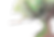 Tree Wisdom cover tree.png