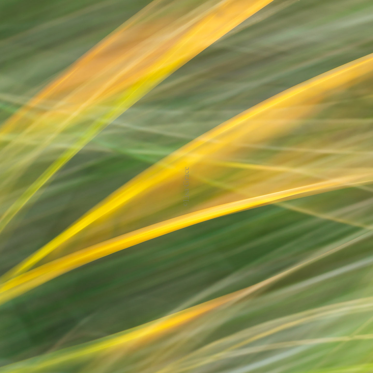 Preview of an abstract intentional camera movement photograph titled 'From the Earth'
