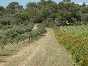 Porquerolles : 10% des eaux usées réutilisées pour les vergers, depuis 40 ans