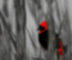 Untitled (14).jpeg