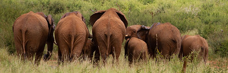 Elephant Butts