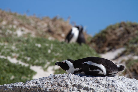 Penguins on Boulders Beach Kuzo Cape Town Add-on 2023