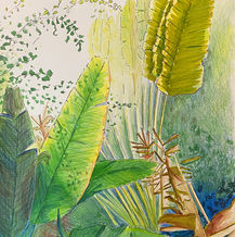 IMG_1141.jpBeautiful botanical artwork produced by student in one of our art groupseg