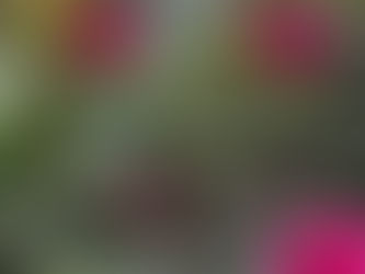 直売所10月29日(火)