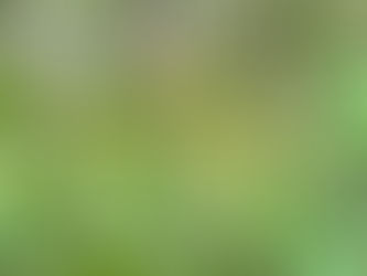 本日の直売所7月19日(金)