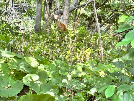 本日の直売所7月19日(金)
