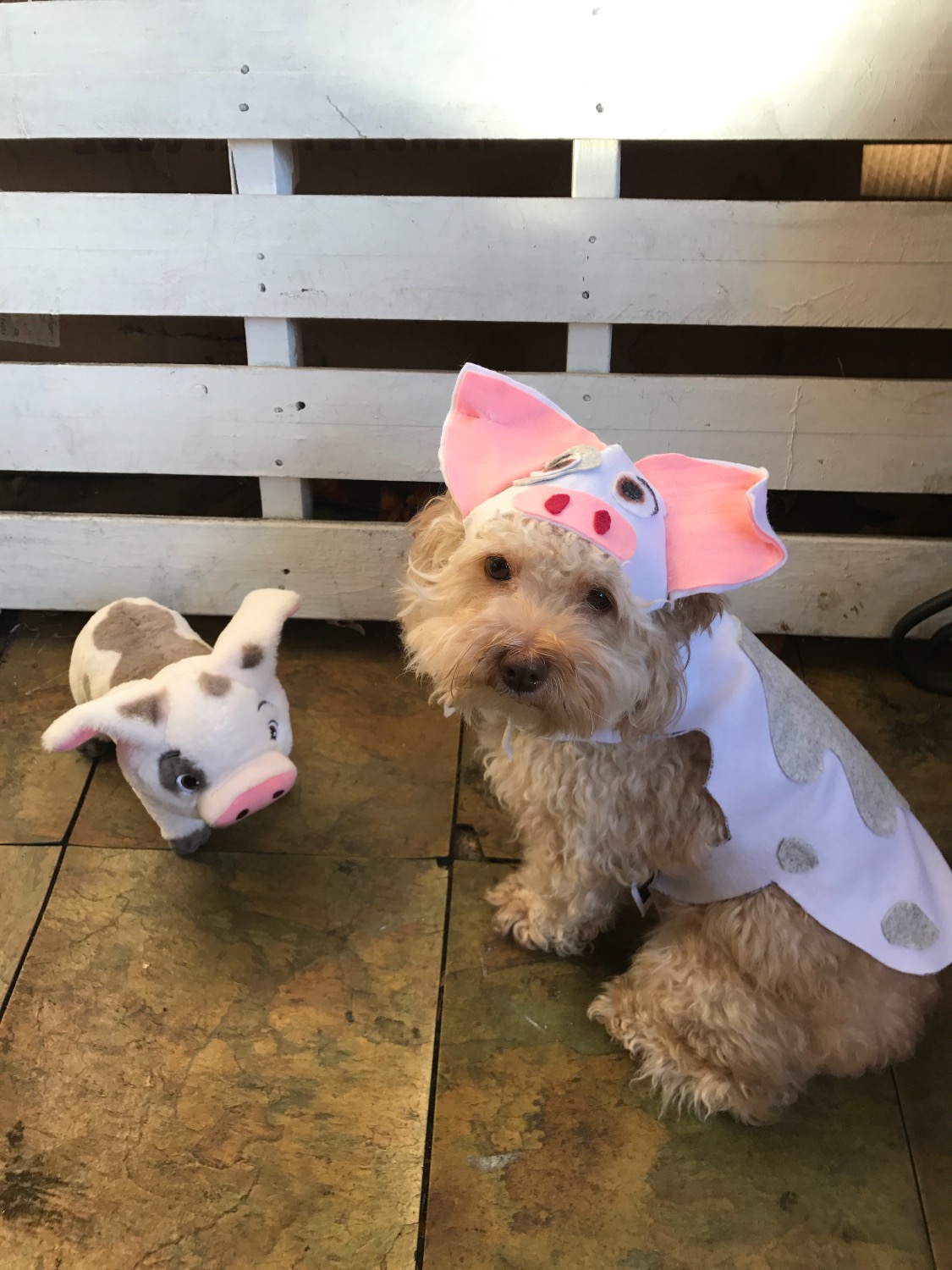 pua baby costume