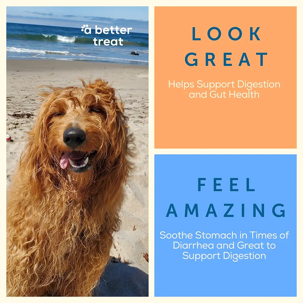 Thumbnail: a better treat - Organic Freeze Dried Pumpkin Dog and Cat Treats