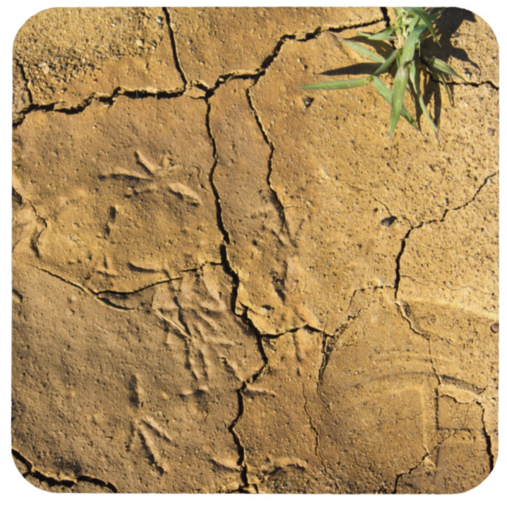 Bird Tracks and Human Shoe Print