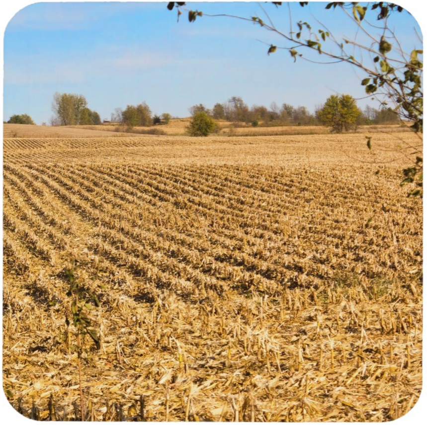 Iowa Cornfield Panorama