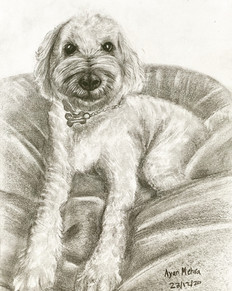 Eddie - Goldendoodle