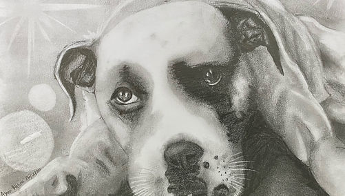 Bruce - Rescue dog