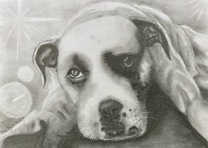 Bruce - Rescue dog