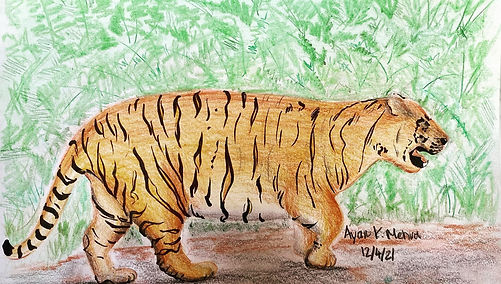 Malayan Tiger Bujang