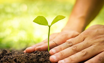 Plant installation