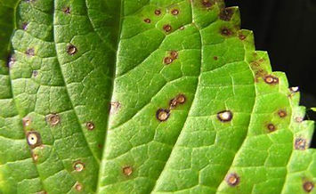 pest and fungi control