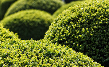 Hedging and Pruning