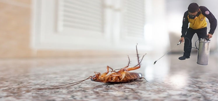 Dedetização de baratas em residencia