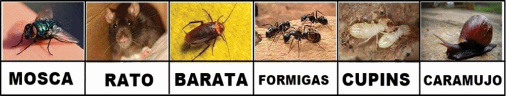 carrosseu de imagens de insetos